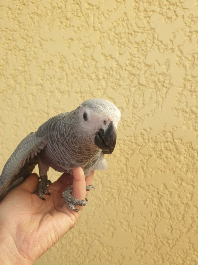 Papagaio cinzento