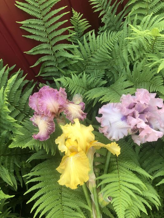 Гофровані іриси для Вашої колекції