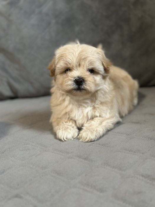 міні дівчинка Мальтіпу — неймовірна крихітка 1,5 місяця.