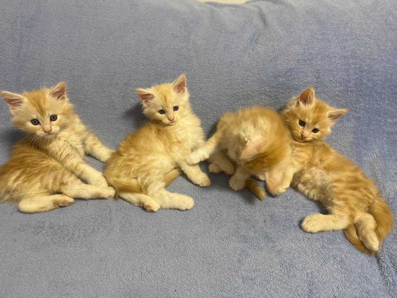 Кошенята мейкунчики