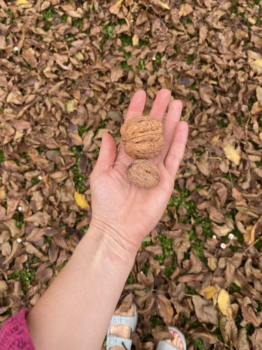 Orzechy włoskie- olbrzymy i małe