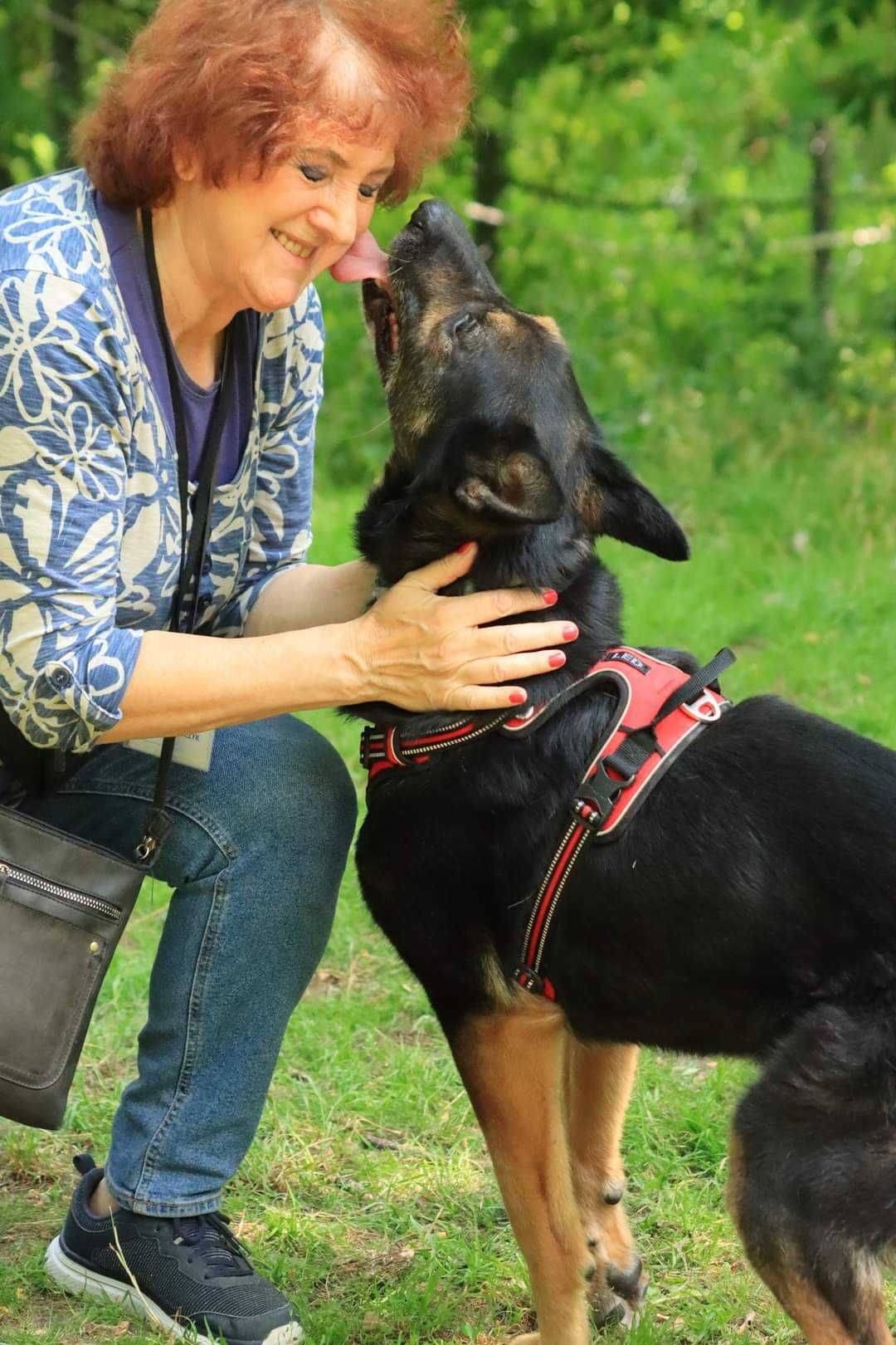 Cudowny owczarek poleca się do adopcji!