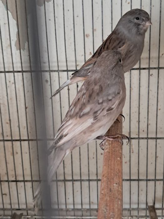 Canários asas cinza