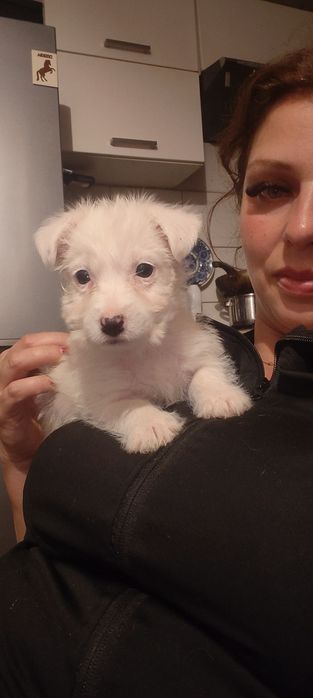 Piesek szorstki  Jack Russell terrier