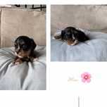 Cavalier King Charles Spaniel suczka black&tan