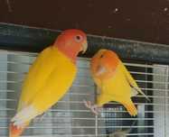 Casal Rosicolis Amarelo Laranja