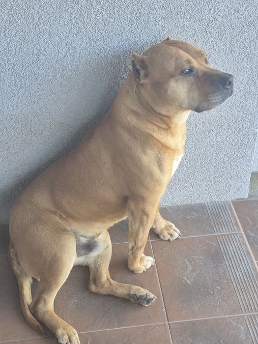 Серйозний хлопець  шукає дівчинку для  в'язки