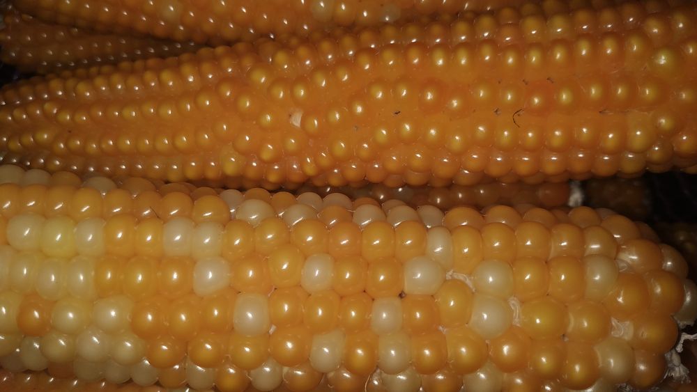 Кукуруза для попкорна