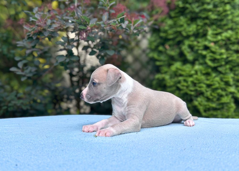 Whippet chart angielski