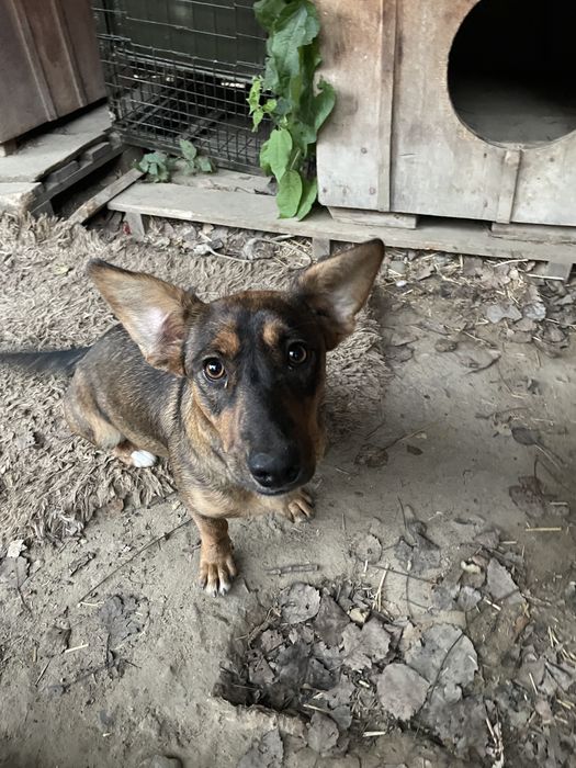 Віддам собачку безкоштовно