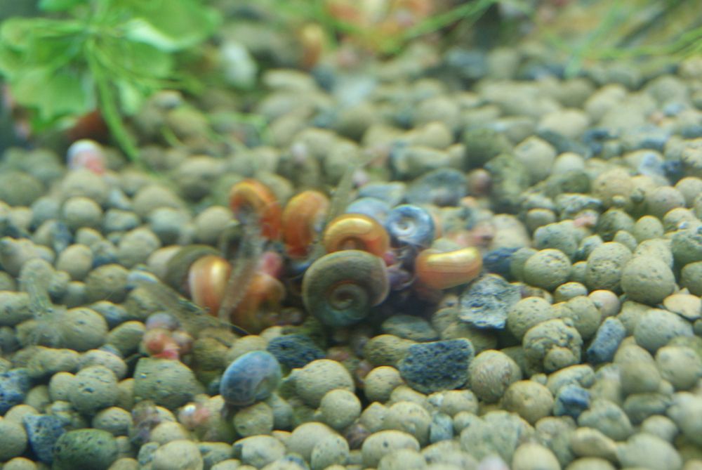 Caracóis Planorbis Corneus sortidos
