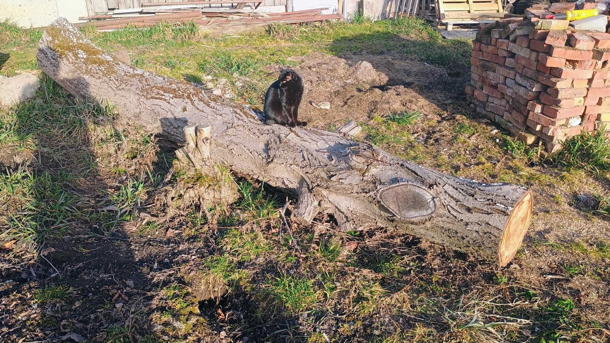 Pień orzecha włoskiego