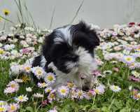 Suczka rasy shih-tzu