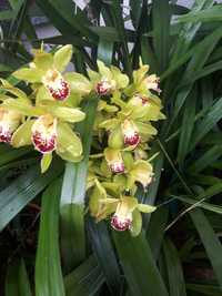 Orquídeas   vaso