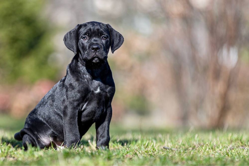 Породні цуценята  Кане Корсо (Cane Corso Italiano)