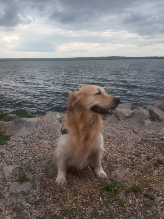 Золотистый ретривер кобель. Вязка 100гр