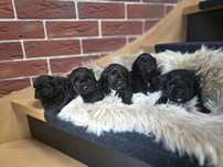 Shihpoo...cavapoo.piesk