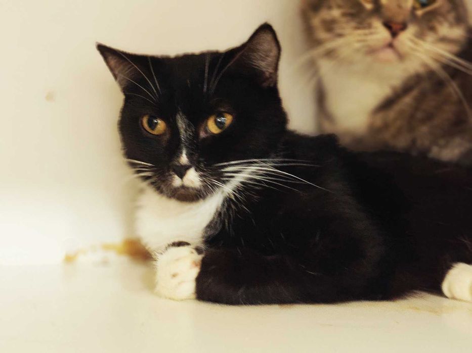 Котуся Мішель колись домашня, вижила після ракетного обстрілу