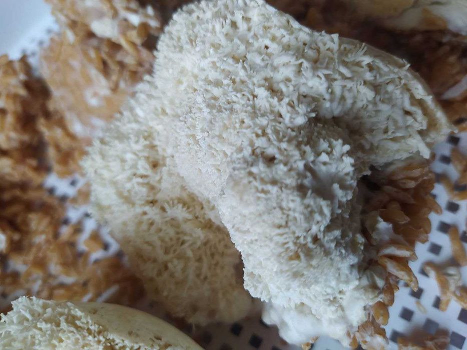 АКЦИЯ ‼️ Ежовик Гребенчатый 250 грамм