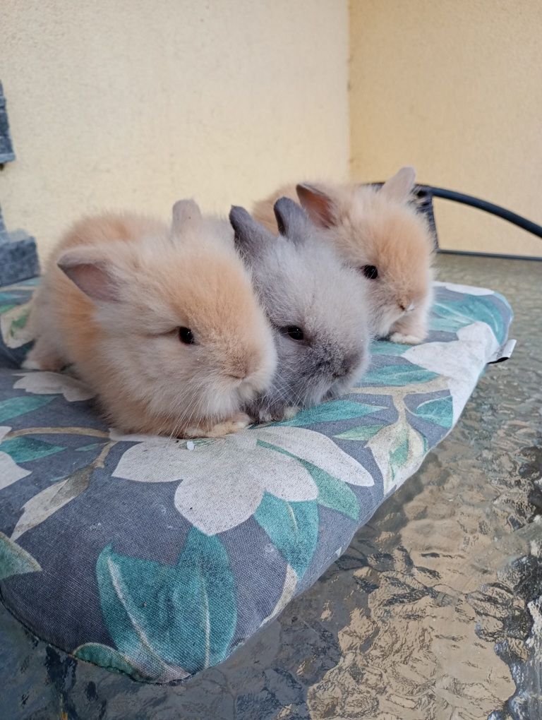 Króliczki rasy mini Teddy