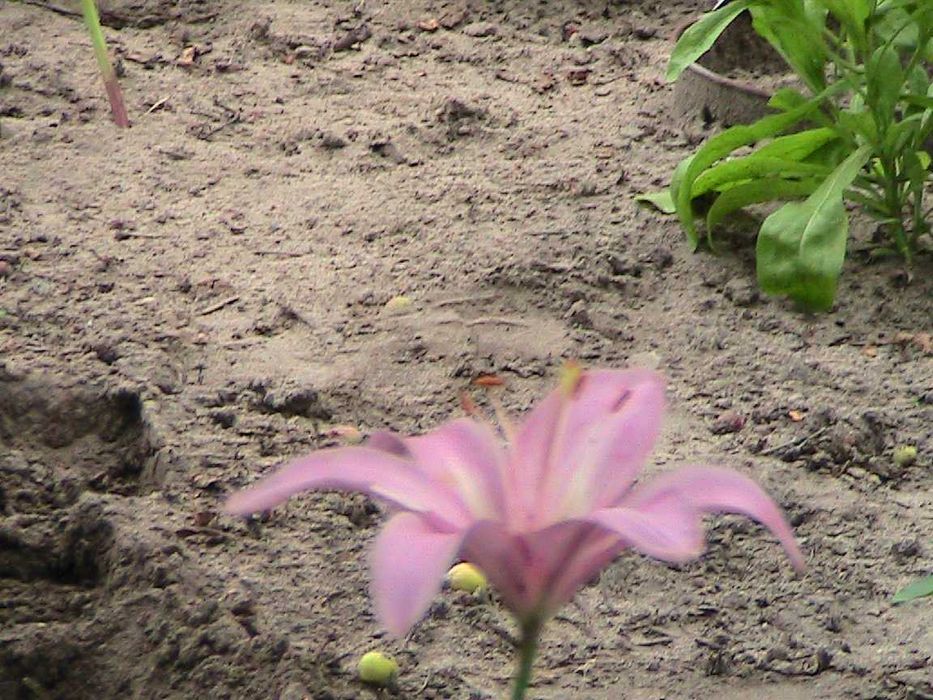 элитные лилии в саду