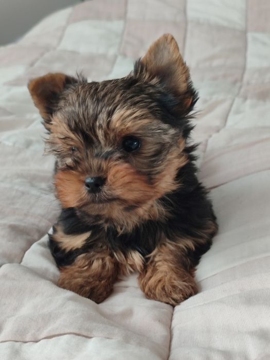 Suczka Yorkshire Terrier Miniaturka