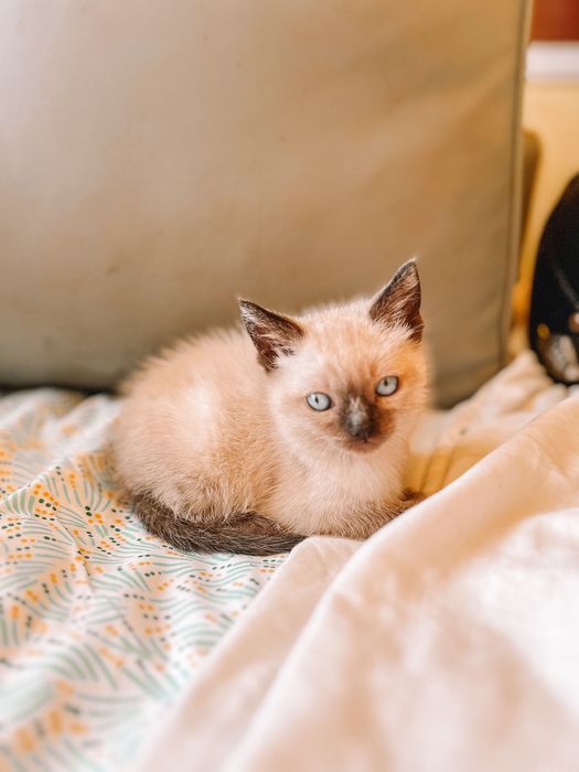 Gatinhos siamês bebes