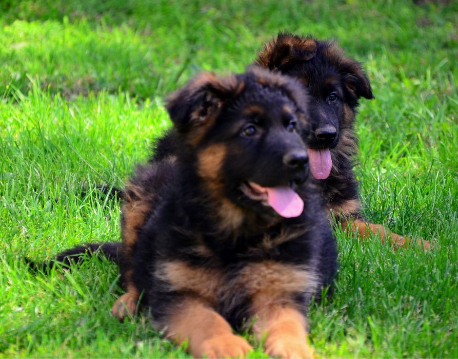 Owczarek Niemiecki Długowłosy szczeniak