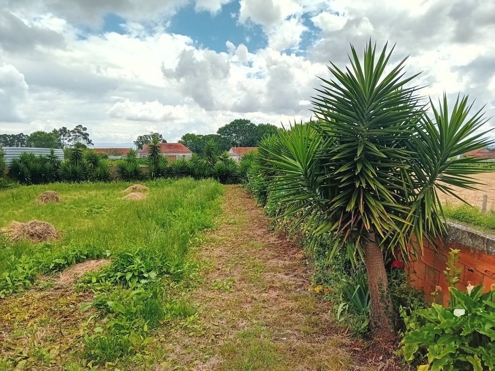 YUCAS enraizadas