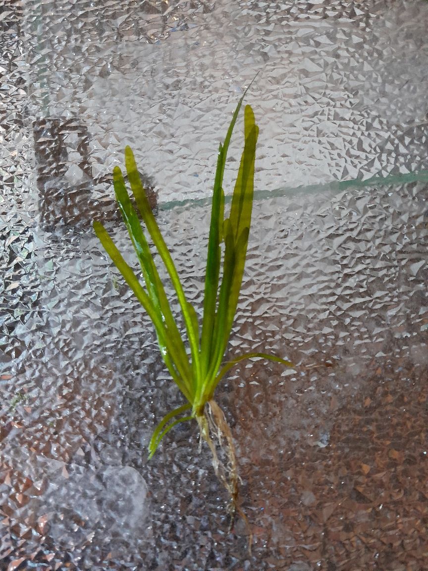 Nurzaniec "Vallisneria"