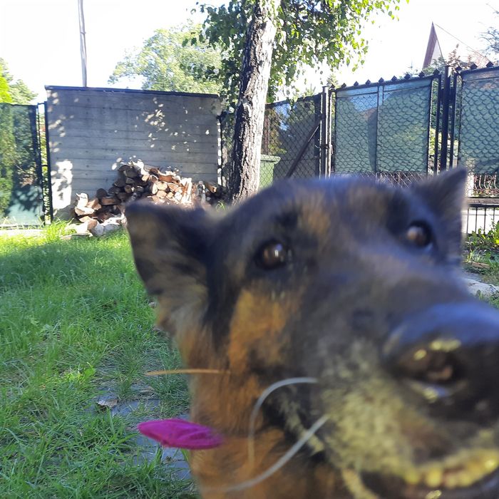 Owczarek niemiecki suczka