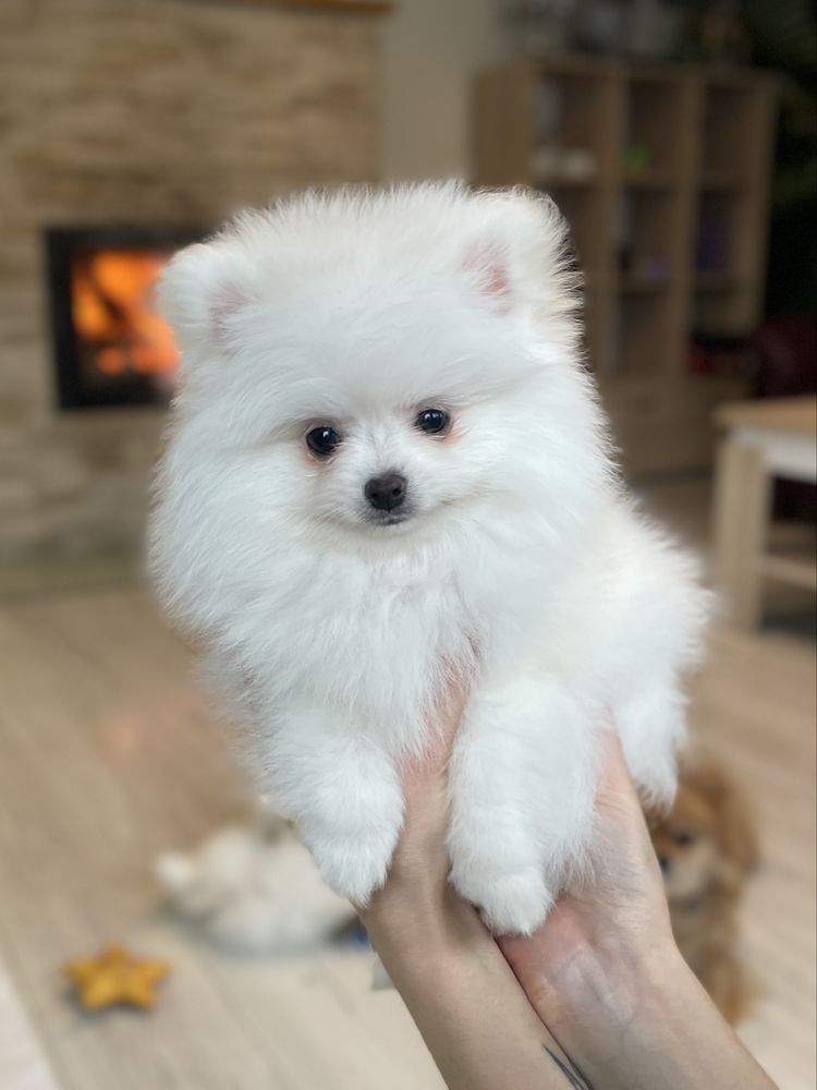 Pomeranian Szpic Miniaturowy Biały FCI ZKwP