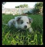 Border Collie Piesek Blue Merle BADANIA NIA