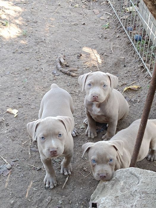 American Staffordshire Terrier