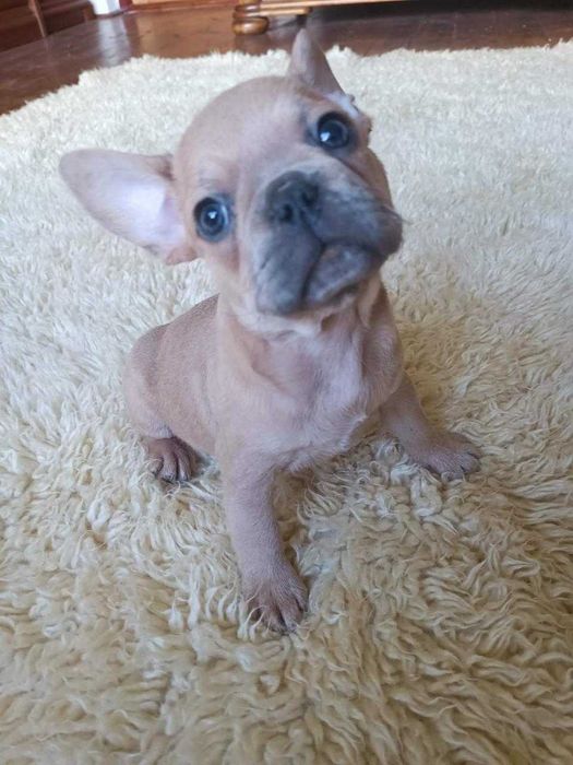 Chłopiec buldog francuski