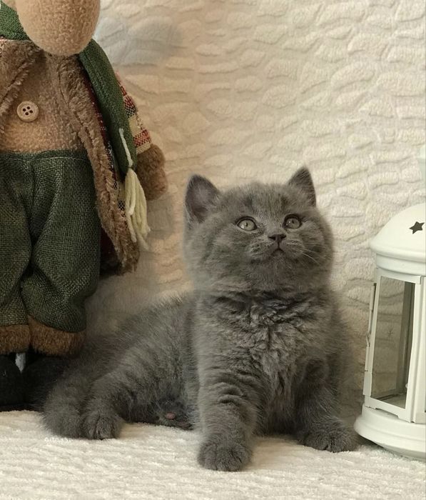 Скоттиш страйт девочка