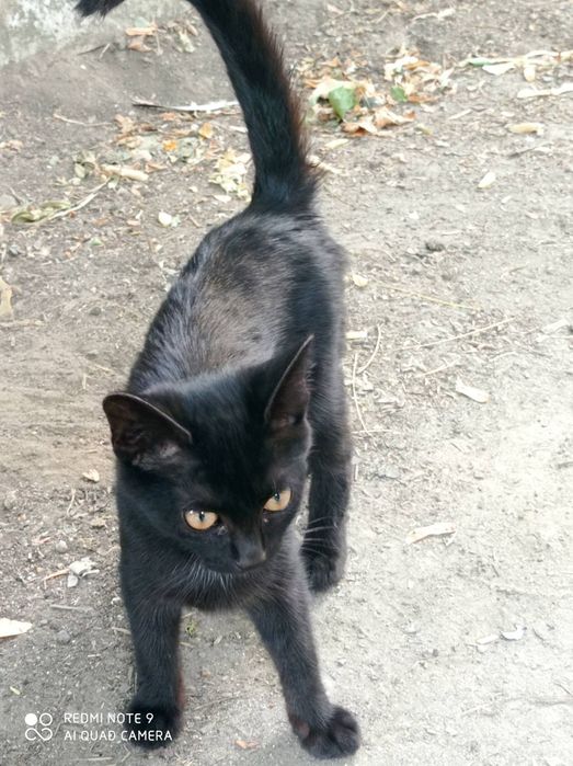 Отдам в добрые руки кошечку