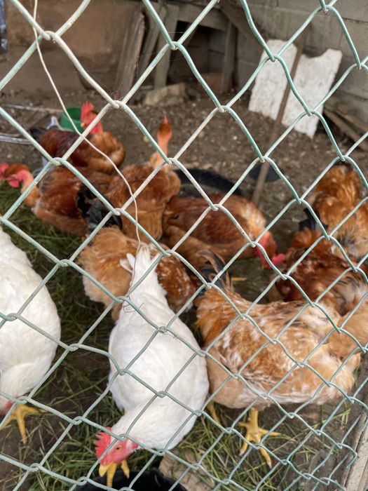 Frangos caseiros vermelhos 4 messes