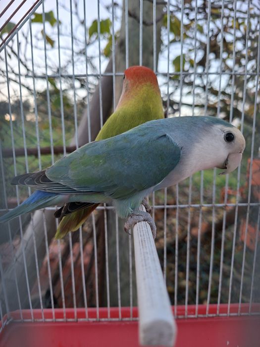 Casal de roseicollis