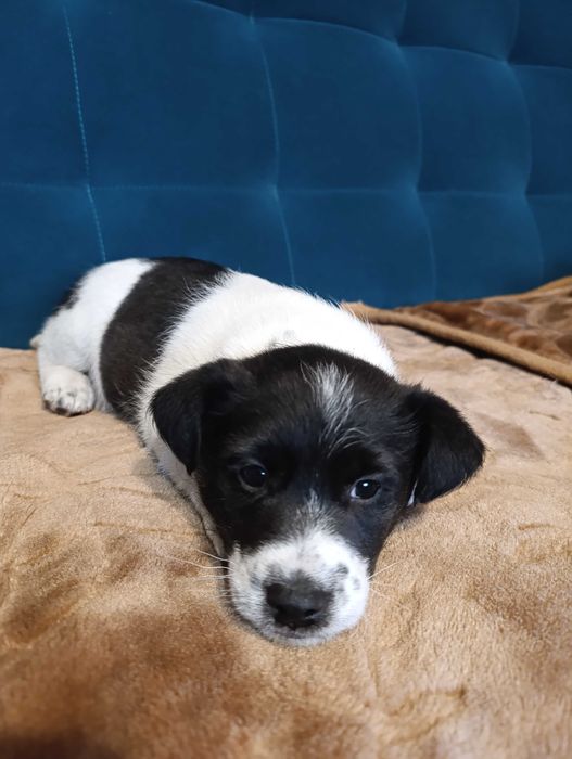 Szczeniak foksterier mieszaniec