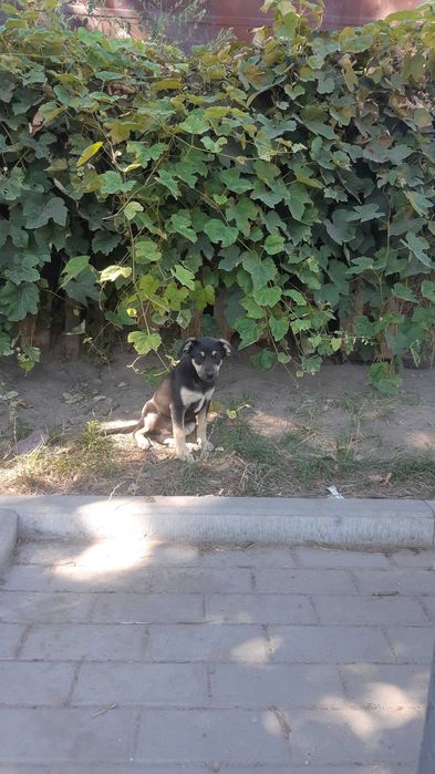 Цуценята в добрі руки