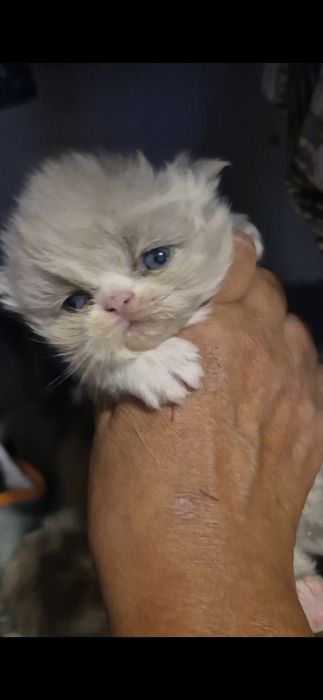 Menino persa bicolor lilac