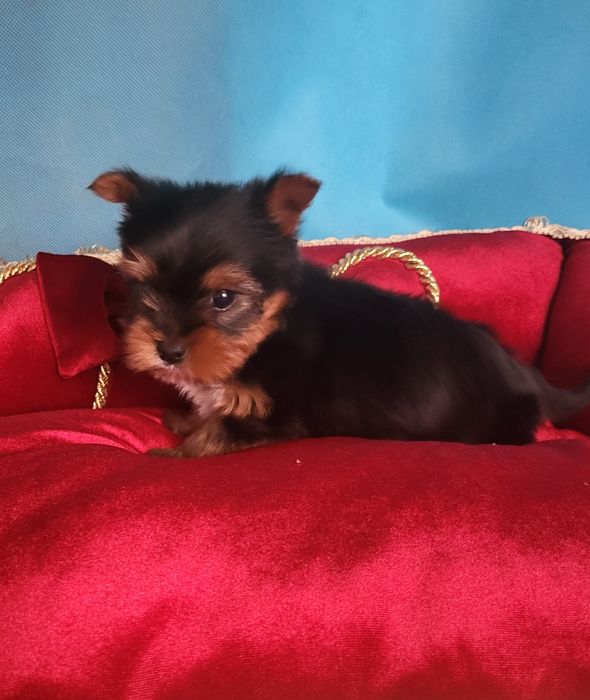 Yorkshire Terrier sunia