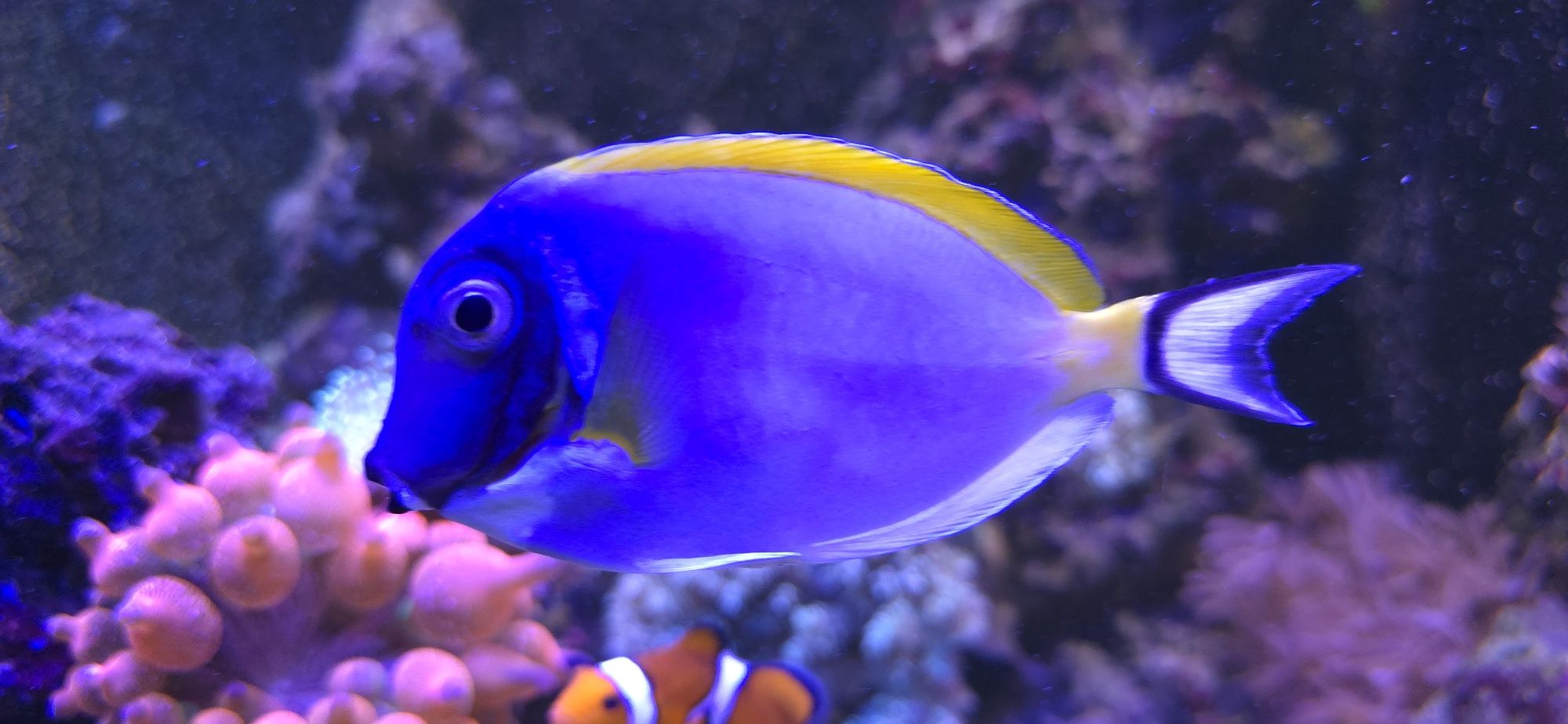 Acanthurus leucosternon
