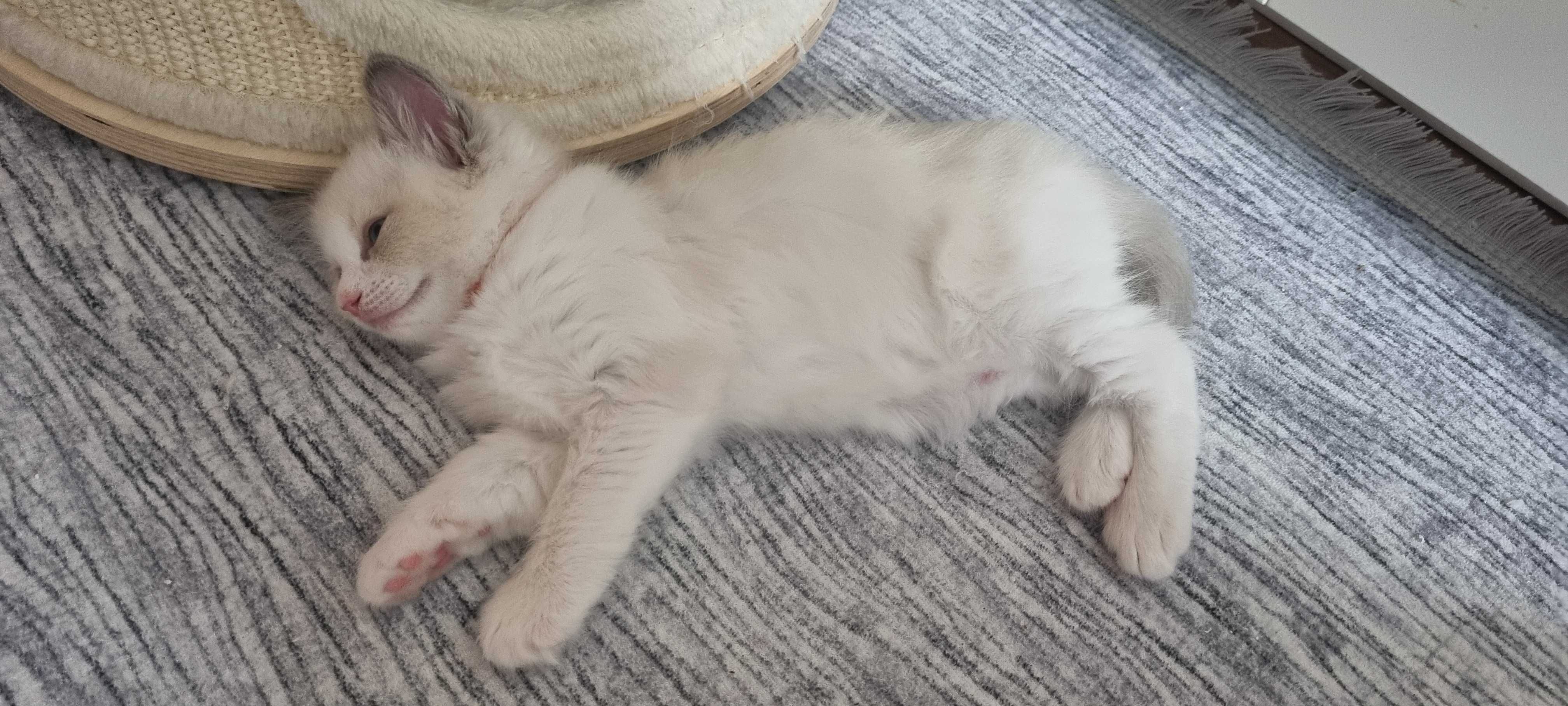Kotka rasy Ragdoll, Bicolour blue z wyprawką!