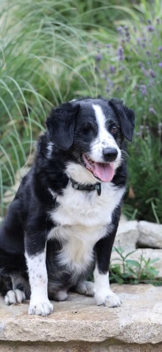 Miły towarzyski kawaler do adopcji