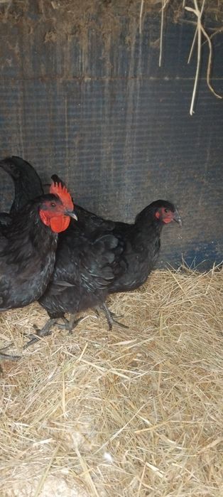 Várias raças de galinhas ornamentais