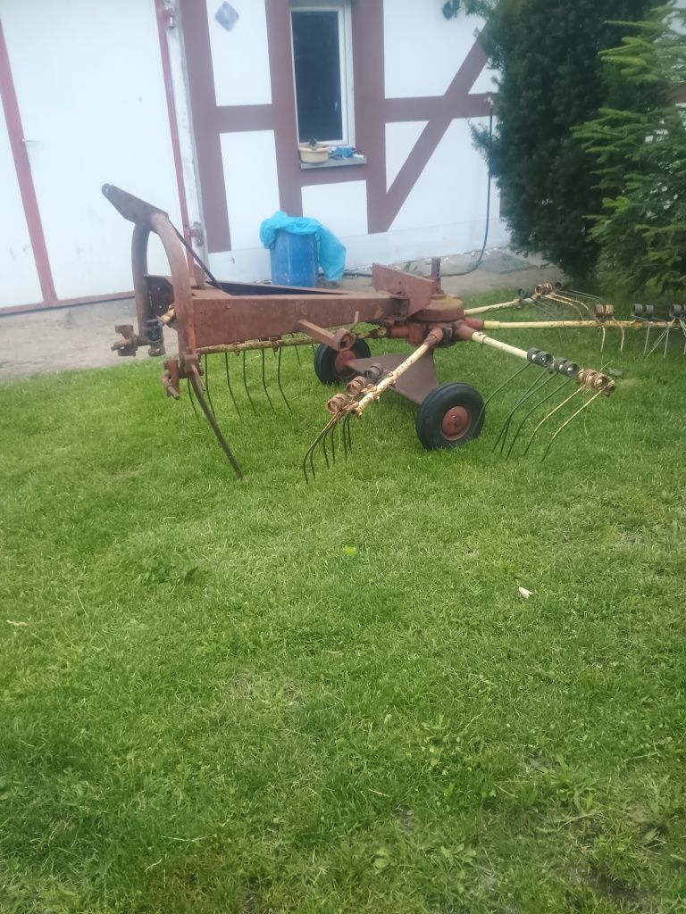 Klacz zimnokrwista