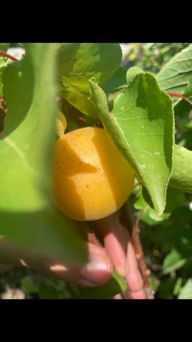 Árvores de Fruto Certificadas em Vaso - com entrega