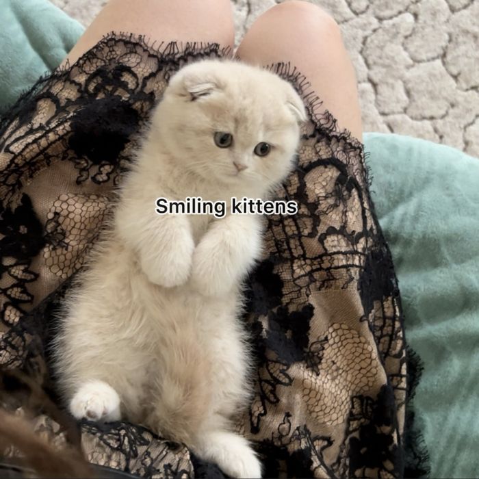 Кошеня  кремове